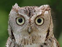 Screech Owl image