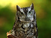 Screech Owl image