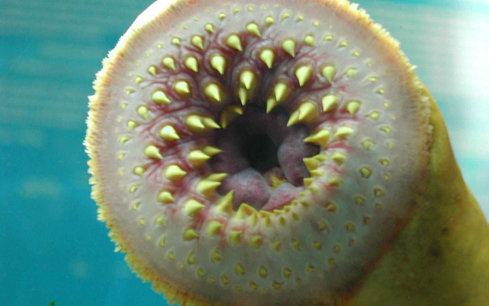 free Sea Lamprey wallpaper wallpapers and background