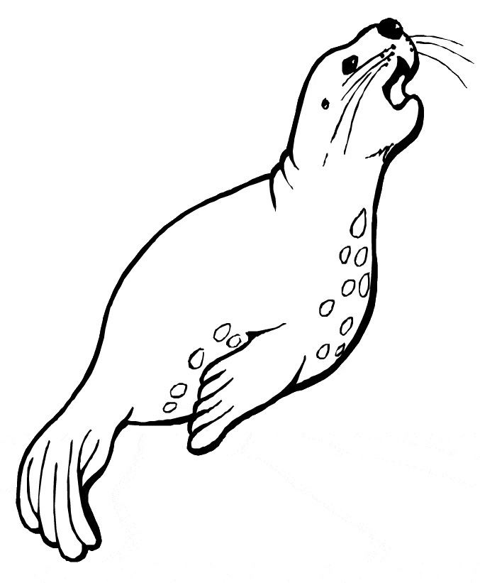 california sea lion coloring pages - photo #26