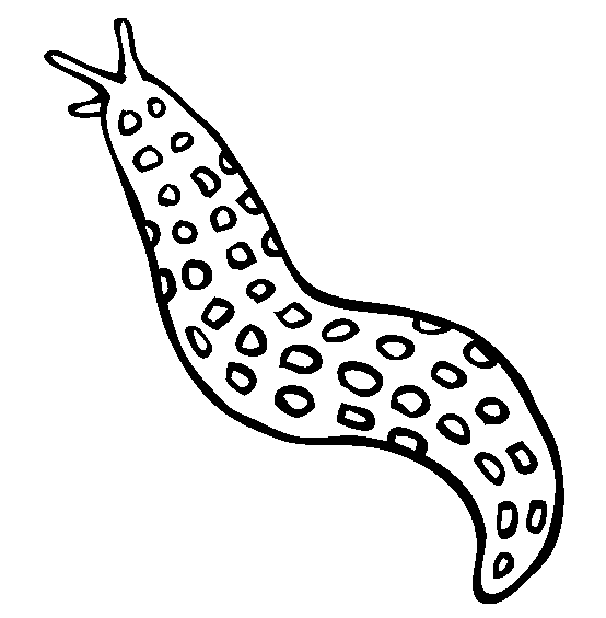 free Sea Slug coloring page