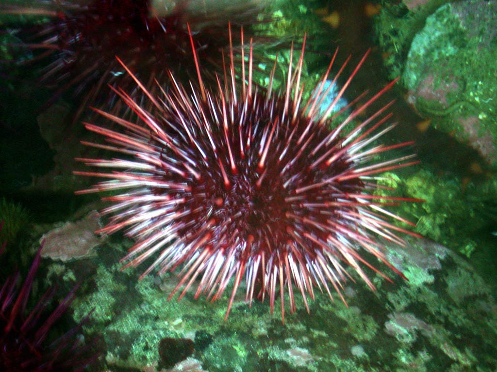 free Sea Urchin wallpaper wallpapers and background