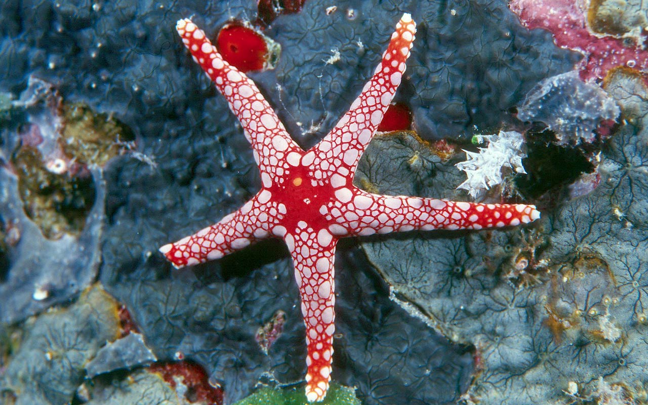 free Seastar wallpaper wallpapers download