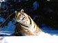 Siberean Tiger wallpaper