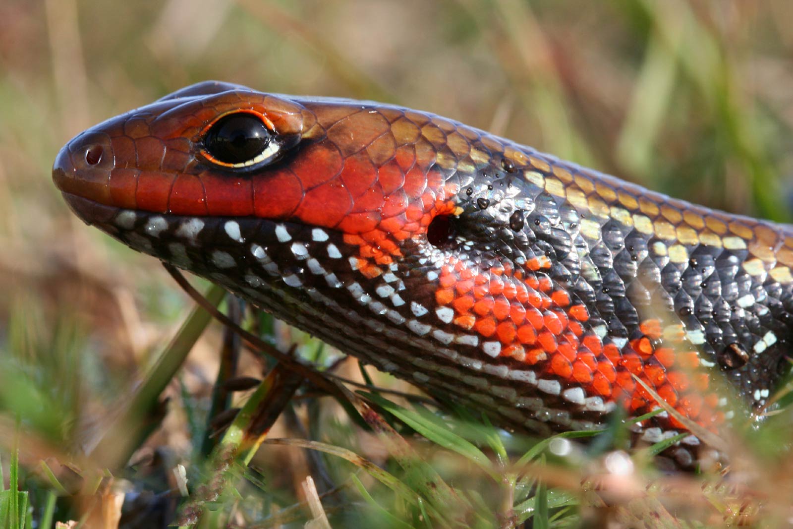 free Skink wallpaper wallpapers and background