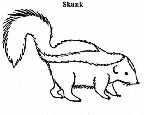 free Skunk coloring page