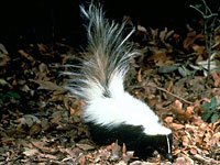 Skunk picture