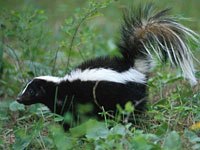 Skunk picture