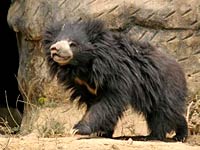 Sloth Bear picture