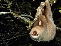 Sloth picture
