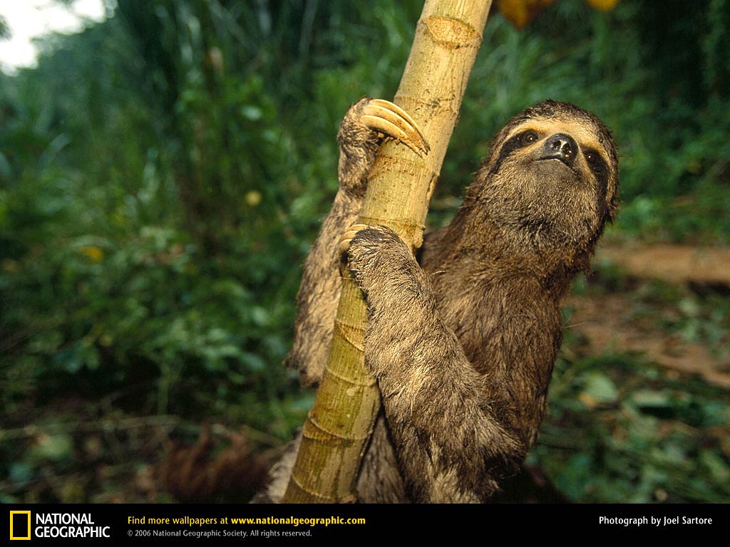 free Sloth wallpaper wallpapers and background