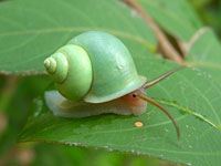 Snail picture