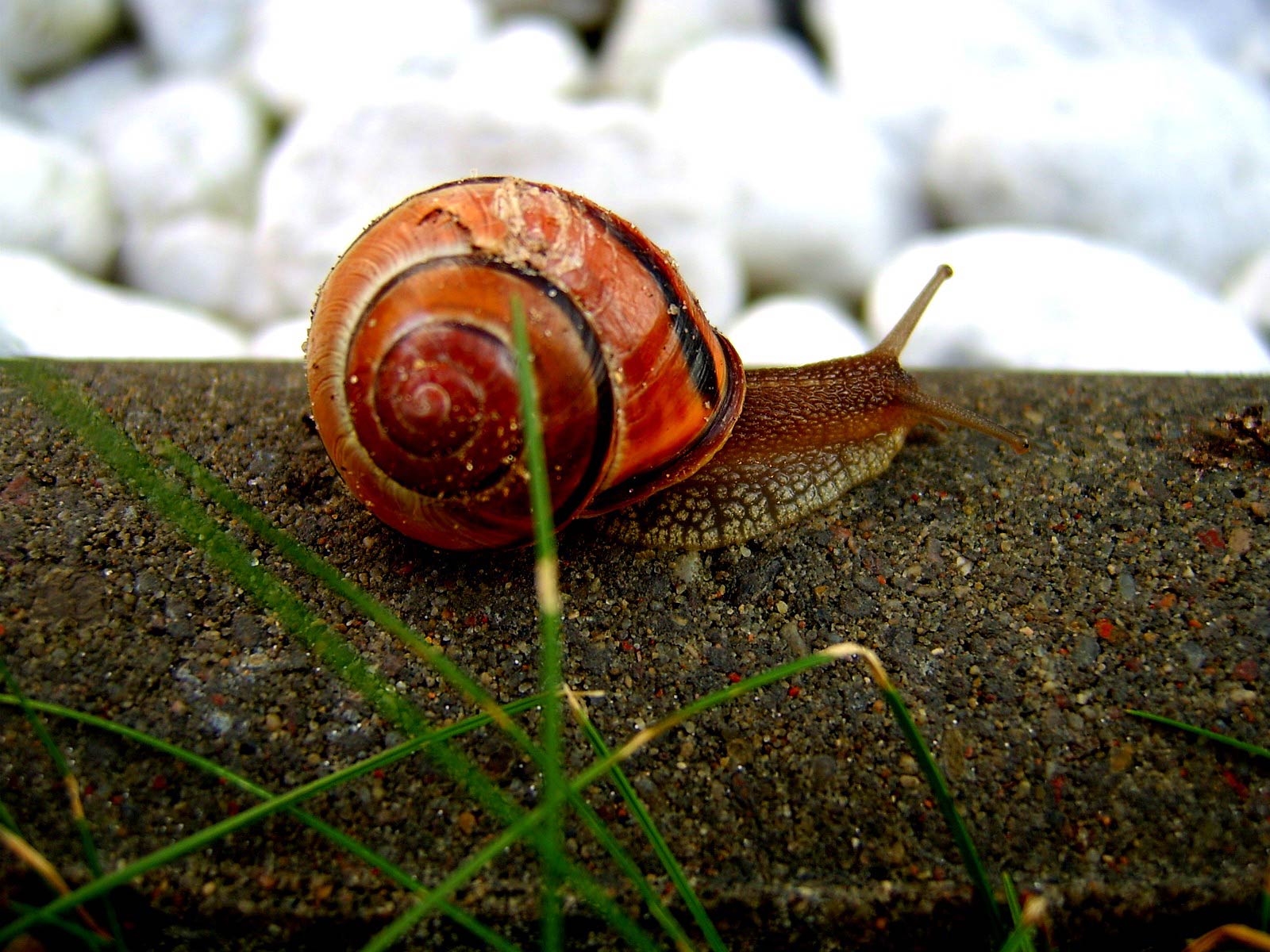 free Snail wallpaper wallpapers and background
