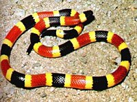 Snake image