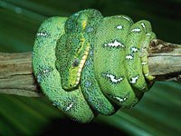 Green Snake in a tree