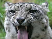 Snow Leopard picture