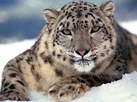 Snow Leopard picture