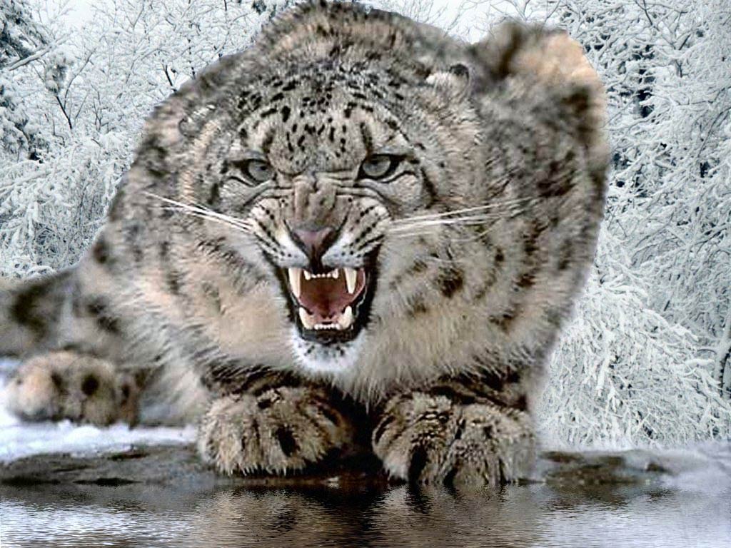 free Snow Leopard wallpaper wallpapers and background