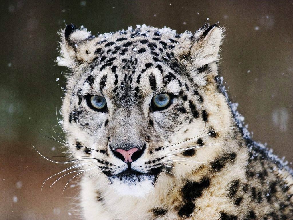 free Snow Leopard wallpaper wallpapers picture