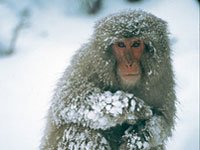 Snow Monkey image