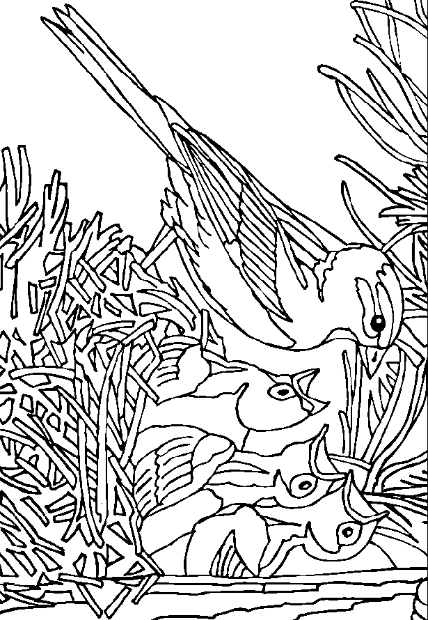 free Sparrow coloring page