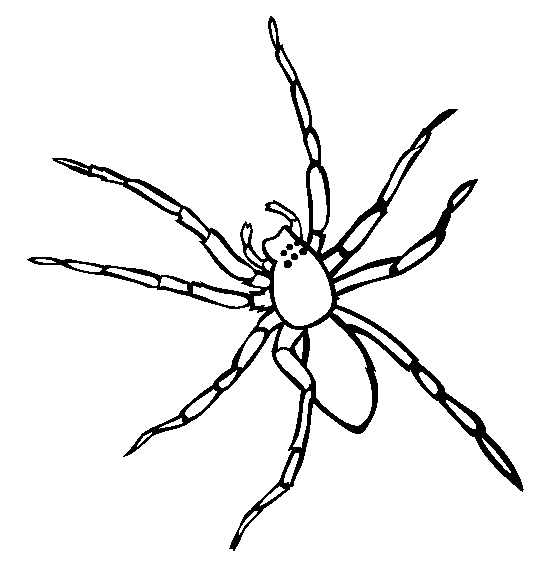 free Spider coloring page