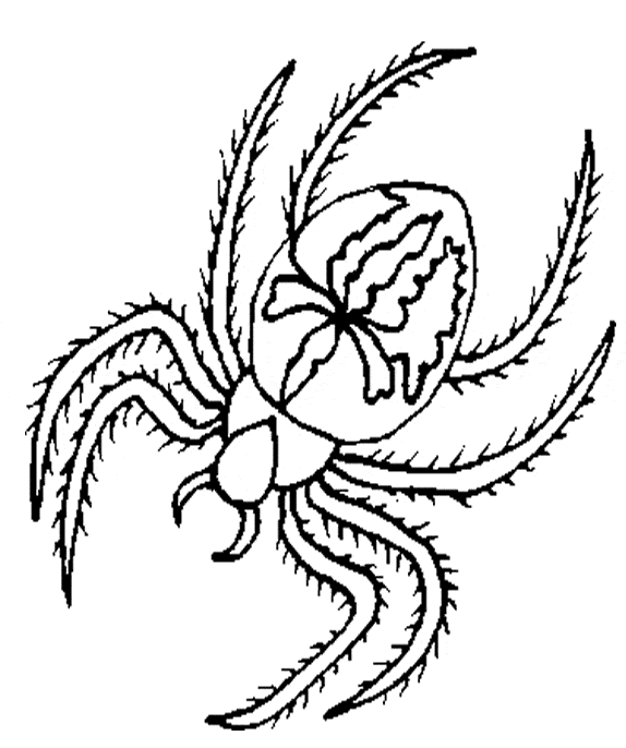 free Spider coloring page