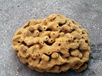 Sponge image