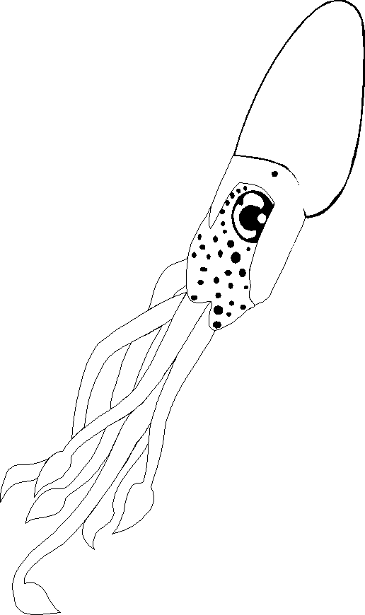 free Squid coloring page