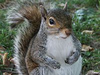 Squirrel image