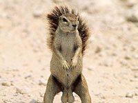 Squirrel image