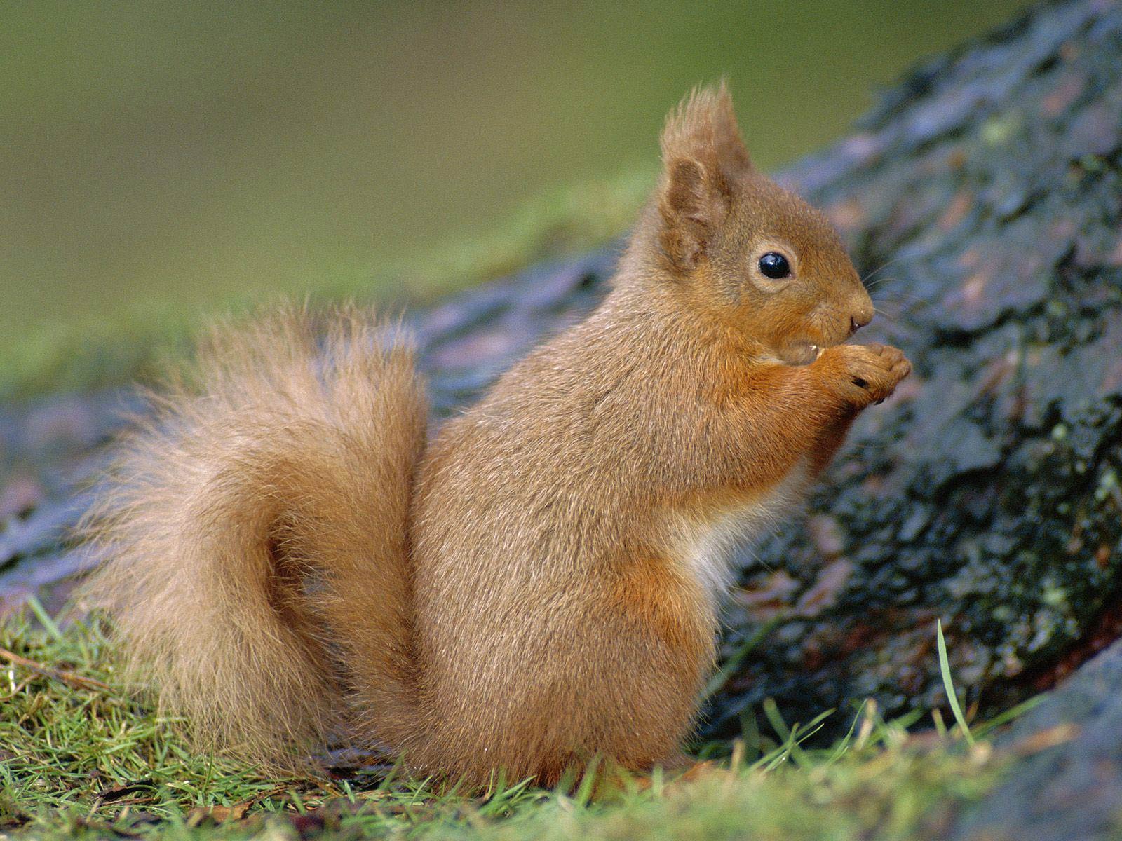 free Squirrel wallpaper wallpapers download