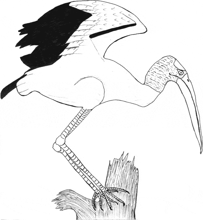 free Stork coloring page