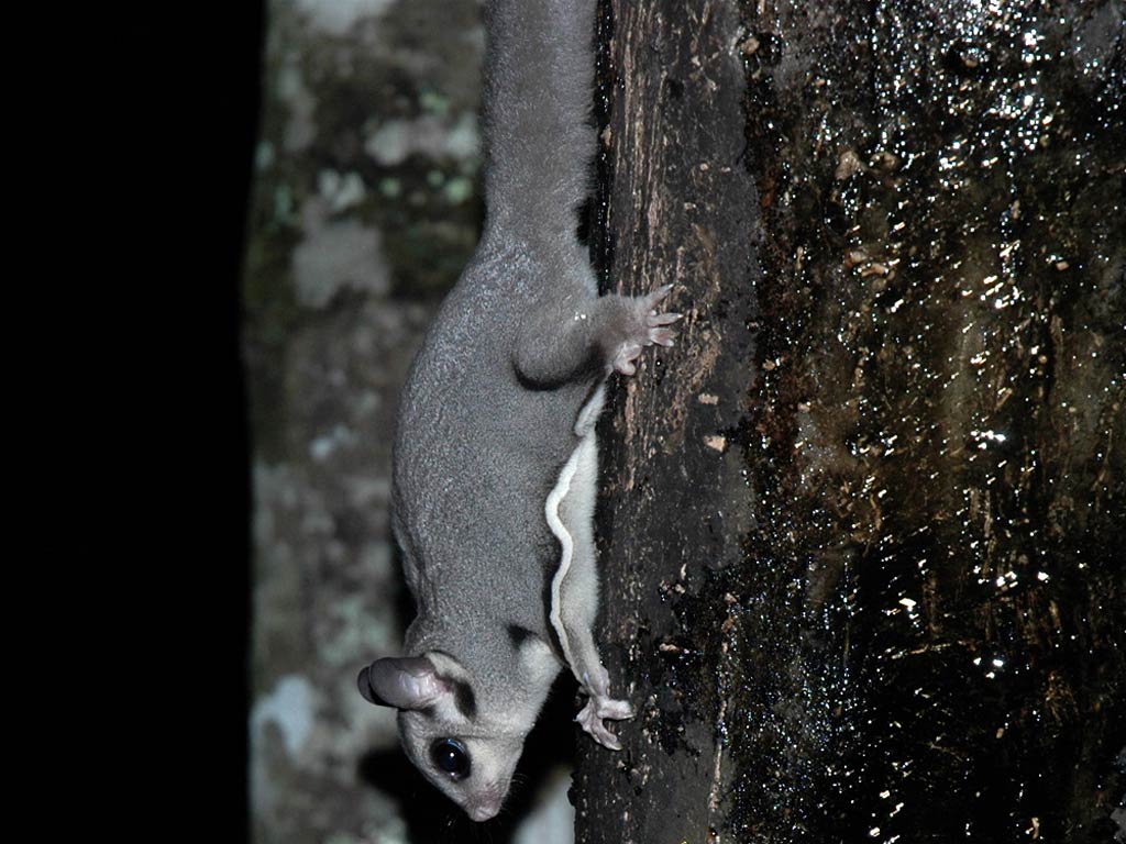 free Sugar Glider wallpaper wallpapers and background