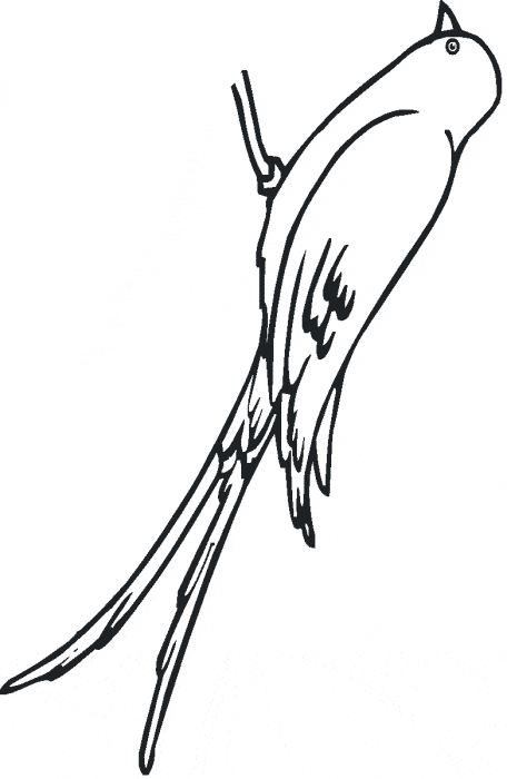 free Swallow coloring page