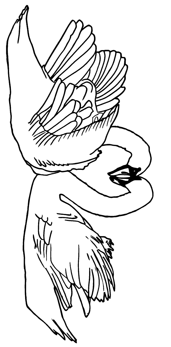 free Swan coloring page