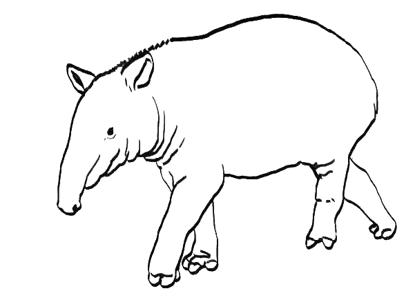 tapir coloring pages for kids - photo #1