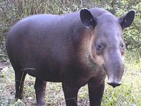 Tapir image