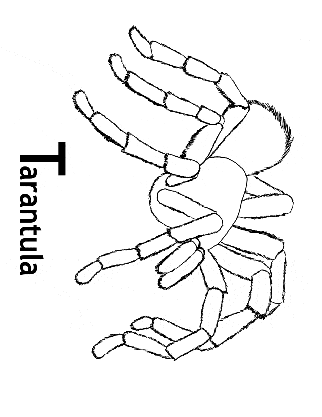 free Tarantula coloring page