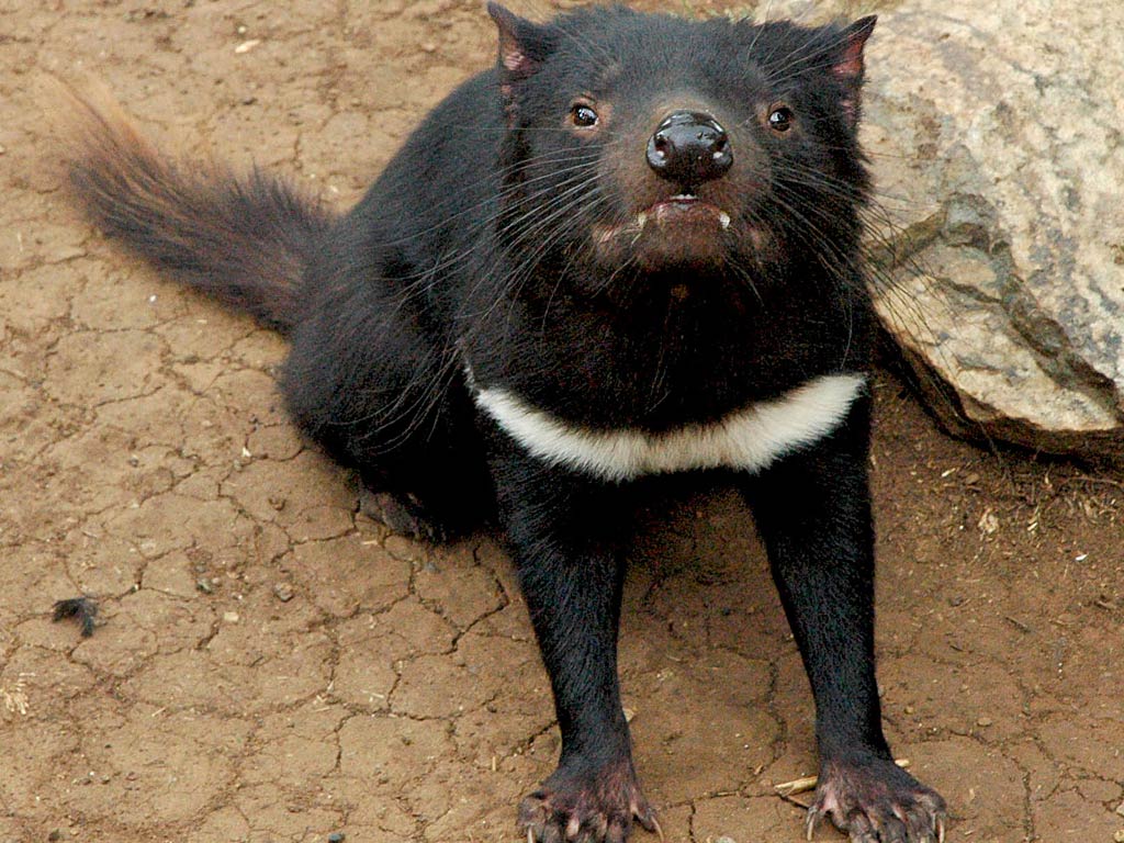 free Tasmanian Devil wallpaper wallpapers and background