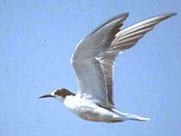 Tern image
