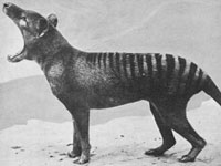 Thylacine picture