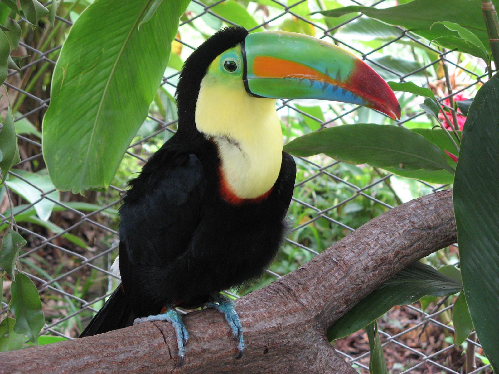 free Tucan wallpaper wallpapers download