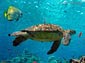 Turtle wallpaper