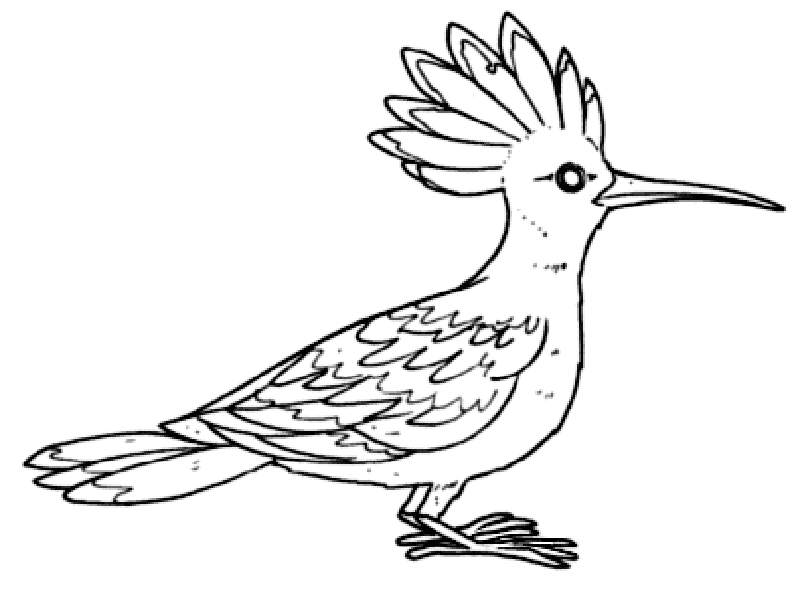 free Upupa coloring page