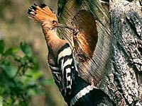 Upupa with a tree nest