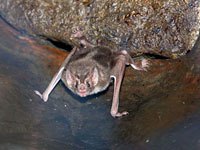 Vampire Bat image