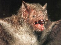 Vampire Bat picture