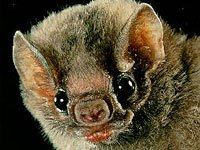 Vampire Bat image