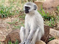 Vervet Monkey picture